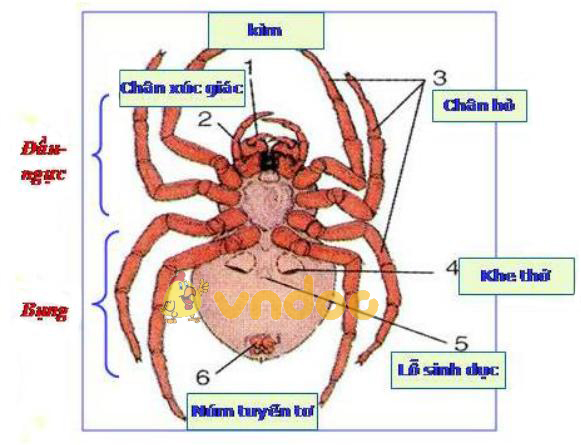 Lý thuyết Sinh học lớp 7 bài 25: Nhện và sự đa dạng của lớp hình nhện
