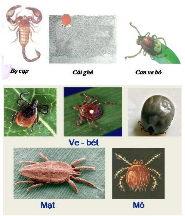 Lý thuyết Sinh học lớp 7 bài 25: Nhện và sự đa dạng của lớp hình nhện