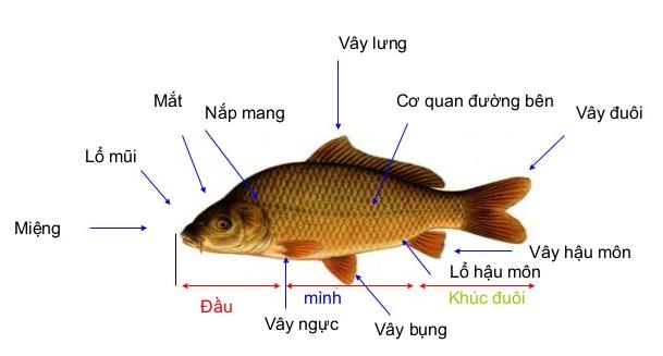 Lý thuyết Sinh học lớp 7 bài 31: Cá chép