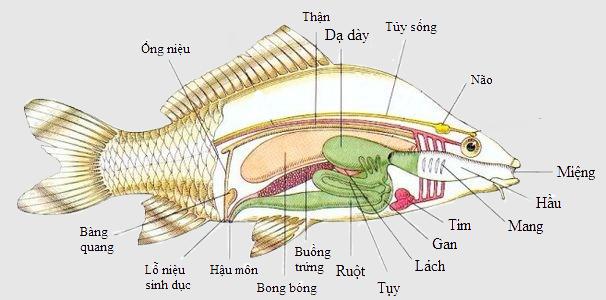 hệ cơ quan của cá Lý thuyết Sinh học lớp 7 bài 33: Cấu tạo trong của cá chép