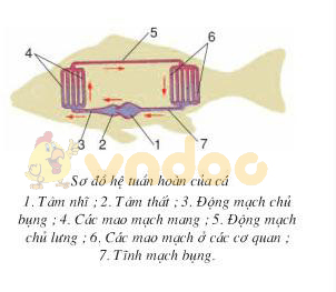 Hệ tuần hoàn của cá Lý thuyết Sinh học lớp 7 bài 33: Cấu tạo trong của cá chép