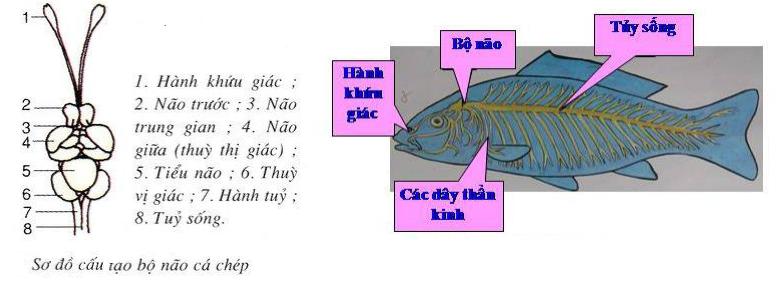 hệ thần kinh của cá Lý thuyết Sinh học lớp 7 bài 33: Cấu tạo trong của cá chép