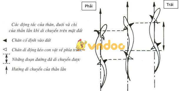 Lý thuyết Sinh học lớp 7 bài 38: Thằn lằn bóng đuôi dài