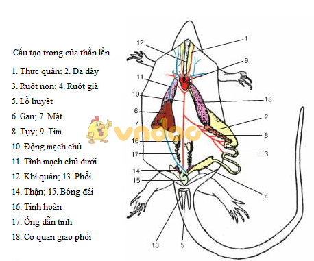 Lý thuyết Sinh học lớp 7 bài 39: Cấu tạo trong của thằn lằn
