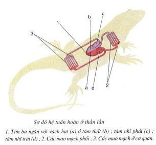 Lý thuyết Sinh học lớp 7 bài 39: Cấu tạo trong của thằn lằn