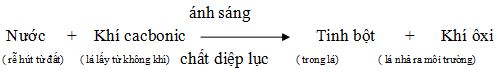 Đề thi học  kì 1 môn Sinh học lớp 6