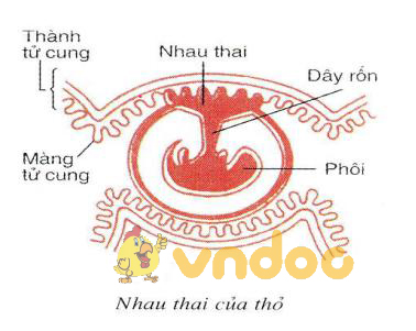 Lý thuyết Sinh học lớp 7 bài 46: Thỏ