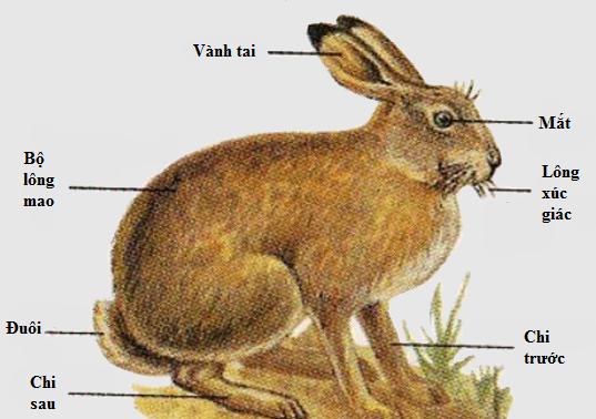 Lý thuyết Sinh học lớp 7 bài 46: Thỏ