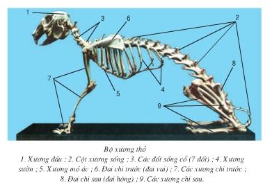 bộ xương thỏ Lý thuyết Sinh học lớp 7 bài 47: Cấu tạo trong của thỏ