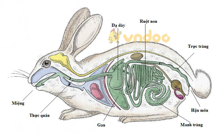 hệ tiêu hóa thỏ Lý thuyết Sinh học lớp 7 bài 47: Cấu tạo trong của thỏ