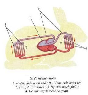 hệ tuần hoàn của thỏ Lý thuyết Sinh học lớp 7 bài 47: Cấu tạo trong của thỏ