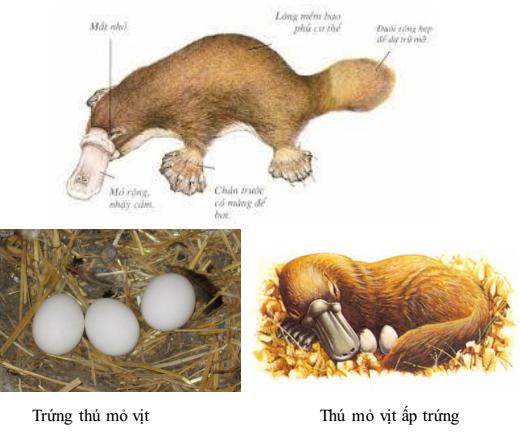 thú mỏ vịt Lý thuyết Sinh học lớp 7 bài 48: Đa dạng của lớp Thú. Bộ Thú huyệt, bộ Thú túi