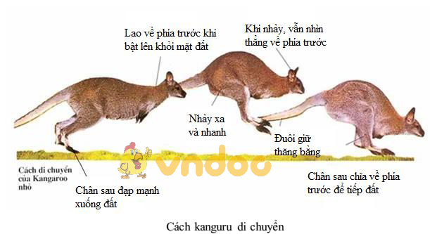 di chuyển của kanguru Lý thuyết Sinh học lớp 7 bài 48: Đa dạng của lớp Thú. Bộ Thú huyệt, bộ Thú túi