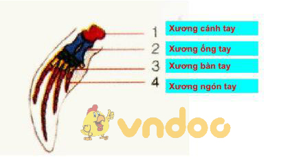chi cá voi Lý thuyết Sinh học lớp 7 bài 49: Đa dạng của lớp thú bộ dơi và bộ cá voi