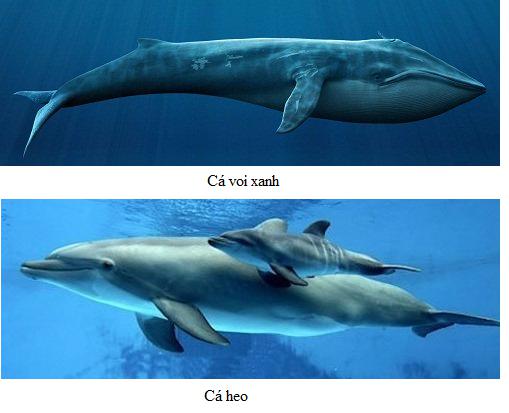 đại diện bộ cá voi Lý thuyết Sinh học lớp 7 bài 49: Đa dạng của lớp thú bộ dơi và bộ cá voi