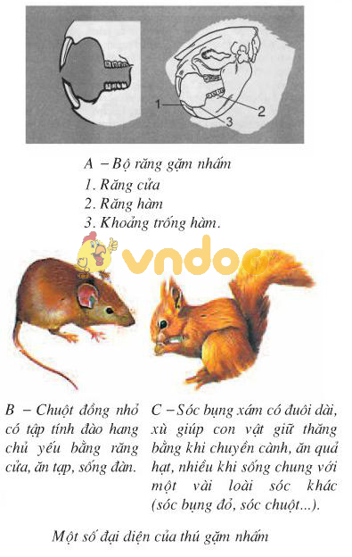 bộ gặm nhấm Lý thuyết Sinh học lớp 7 bài 50: Đa dạng của lớp thú bộ ăn sâu bọ, bộ gặm nhấm, bộ ăn thịt