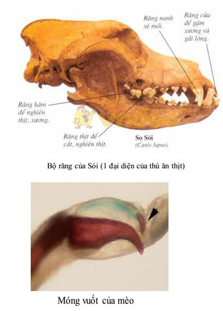 bộ răng và móng vuốt của thú ăn thịt Lý thuyết Sinh học lớp 7 bài 50: Đa dạng của lớp thú bộ ăn sâu bọ, bộ gặm nhấm, bộ ăn thịt
