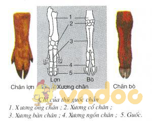 chi của guốc chẵn Lý thuyết Sinh học lớp 7 bài 51: Đa dạng của lớp thú các bộ móng guốc và bộ linh trưởng