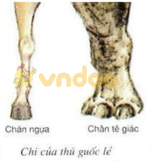 chi của guốc lẻ Lý thuyết Sinh học lớp 7 bài 51: Đa dạng của lớp thú các bộ móng guốc và bộ linh trưởng
