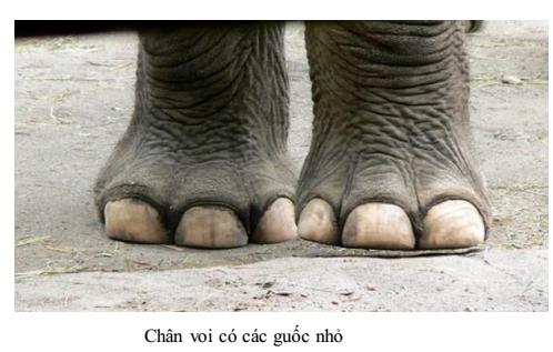chân voi Lý thuyết Sinh học lớp 7 bài 51: Đa dạng của lớp thú các bộ móng guốc và bộ linh trưởng