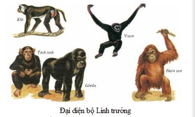 đại diện linh trưởng Lý thuyết Sinh học lớp 7 bài 51: Đa dạng của lớp thú các bộ móng guốc và bộ linh trưởng