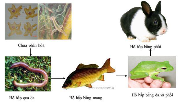 tiến hóa hệ hô hấp Lý thuyết Sinh học lớp 7 bài 54: Tiến hóa về tổ chức cơ thể