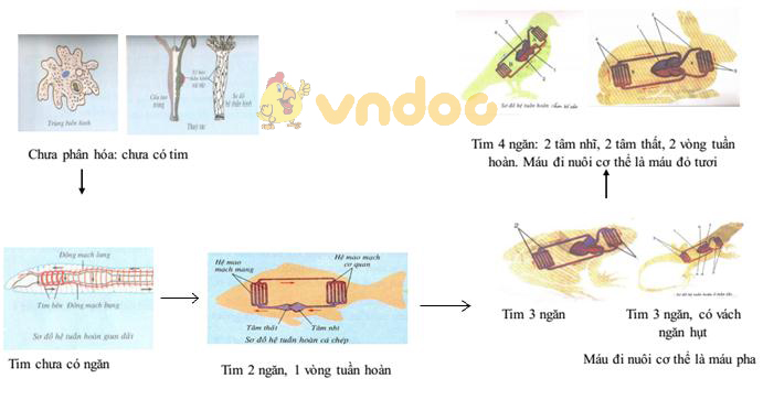 tiến hóa hệ tuần hoàn Lý thuyết Sinh học lớp 7 bài 54: Tiến hóa về tổ chức cơ thể