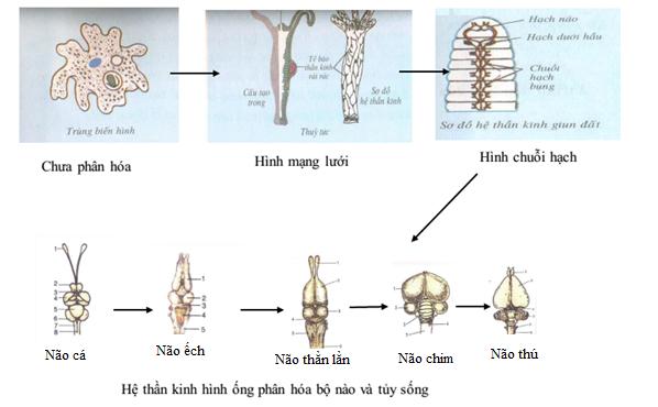 tiến hóa hệ thần kinh Lý thuyết Sinh học lớp 7 bài 54: Tiến hóa về tổ chức cơ thể