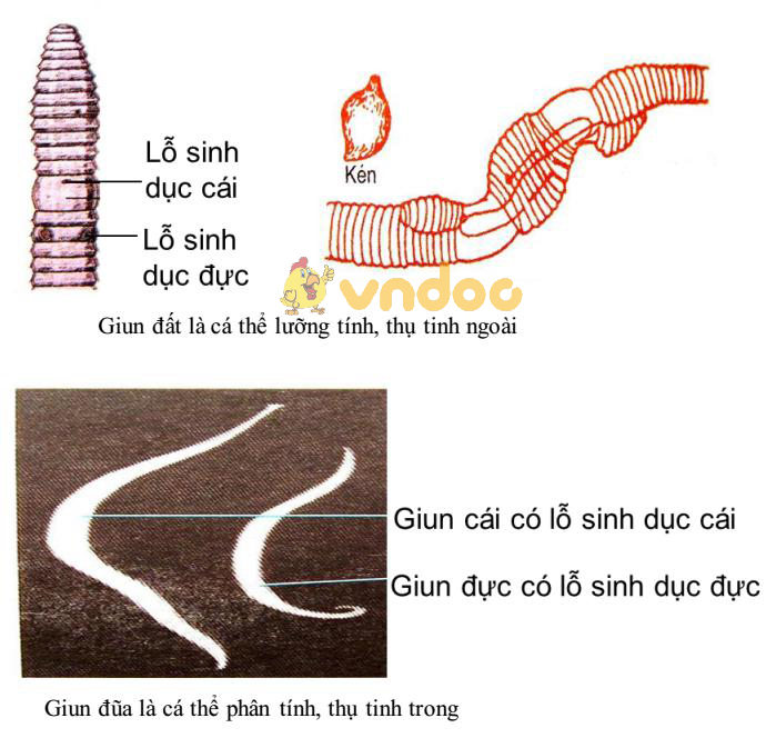 Loài đơn tính và lưỡng tính Lý thuyết Sinh học lớp 7 bài 55: Tiến hóa về sinh sản