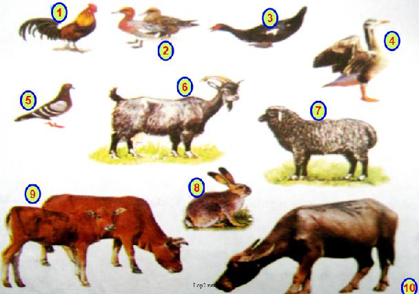 Lý thuyết Tiếng Việt 2 bài 65