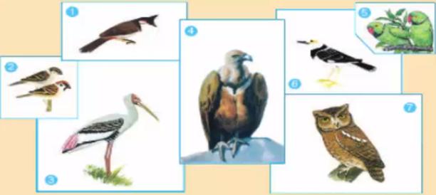 LUYỆN TỪ VÀ CÂU: MỞ RỘNG VỐN TỪ: TỪ NGỮ VỀ LOÀI CHIM. DẤU CHẤM, DẤU PHẨY