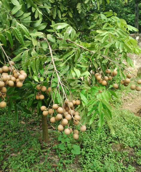 Văn mẫu lớp 2: Tả cây nhãn