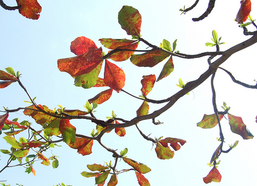 Thuyết minh về cây bàng