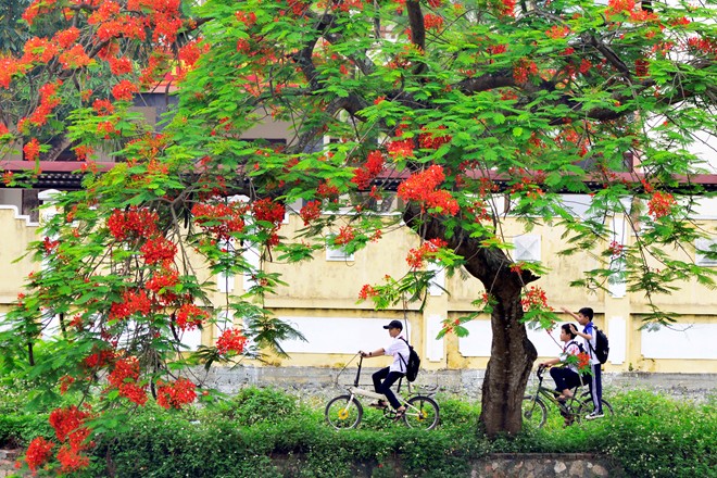 Thuyết minh cây phượng