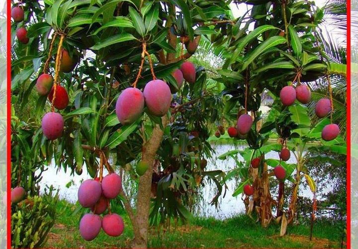 Thuyết minh cây xoài