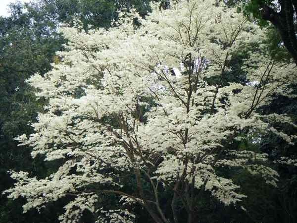 Cảm nghĩ loài cây em thích