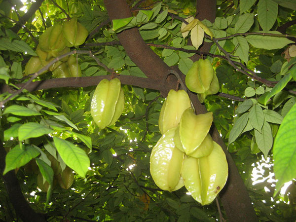 Dàn ý Tả cây khế lớp 4