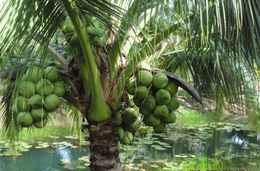 Tả cây dừa lớp 4