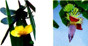 Lý thuyết Tiếng Việt 1: Tập đọc: Mưu chú Sẻ