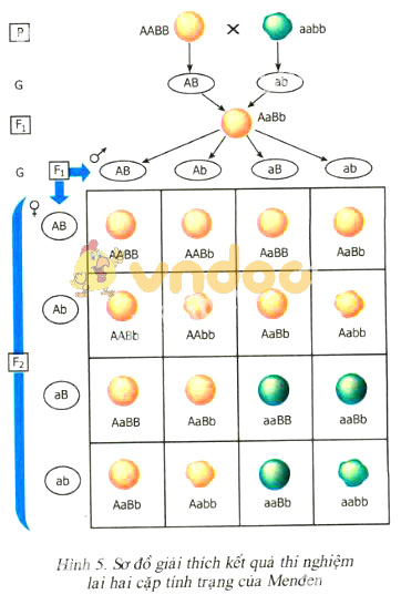 Giải bài tập Sinh học lớp 9 bài 4: Lai hai cặp tính trạng
