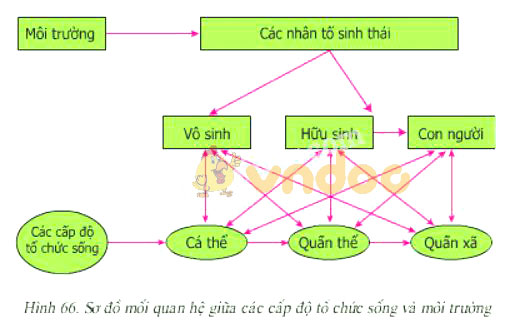 Giải bài tập Sinh học lớp 9 bài 66: Tổng kết chương trình toàn cấp (tiếp theo)