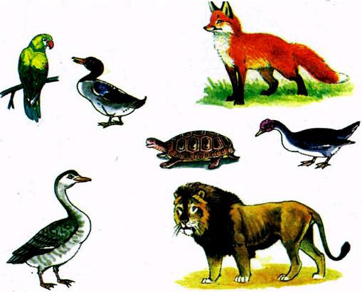 Tập đọc: Ò..Ó...O