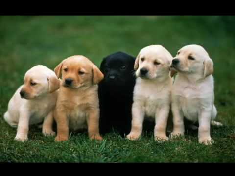 Tưởng tượng em bị biến thành con vật