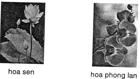 Giải vở bài tập Tiếng Việt 1 tập 2: Tập đọc: Hoa ngọc lan