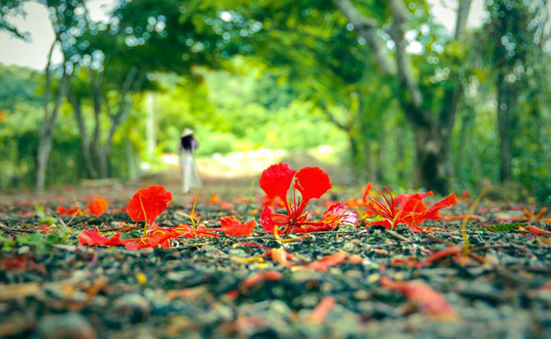 Cảm nhận về mùa hè