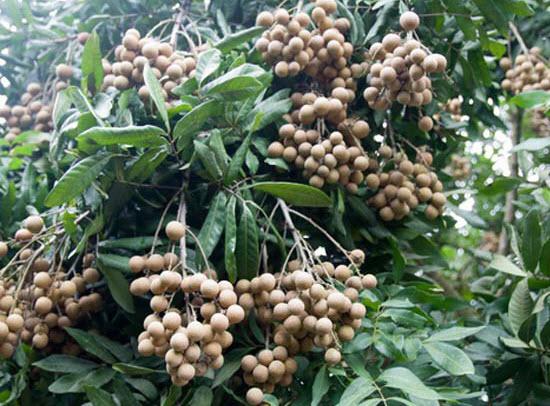 Thuyết minh về quả nhãn lồng Hưng Yên