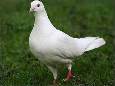 Viết một đoạn văn Tả về con chim bồ câu