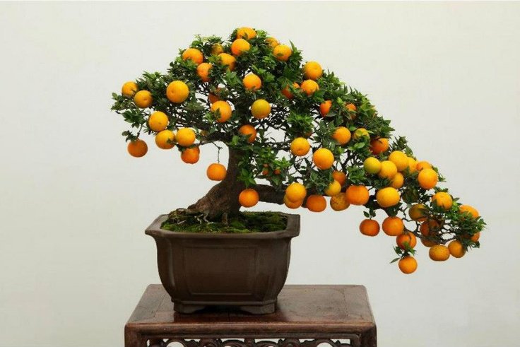 Trang trí quất ngày tết