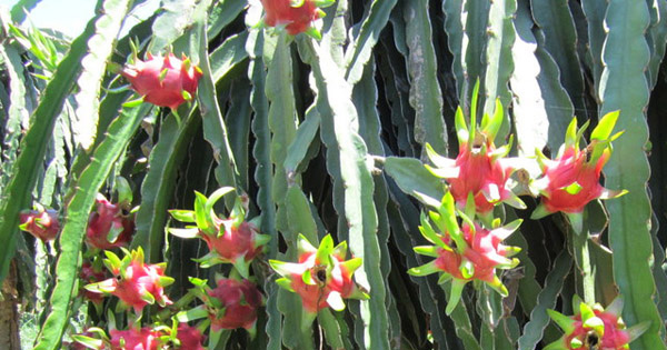 Tả lần lượt từng thời kì phát triển của cây