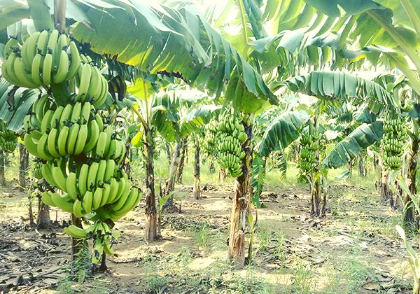 Lập dàn ý miêu tả một cây ăn quả - Tả lần lượt từng bộ phận của cây